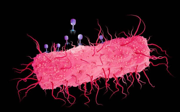 Les bactériophages : des virus pour combattre les infections